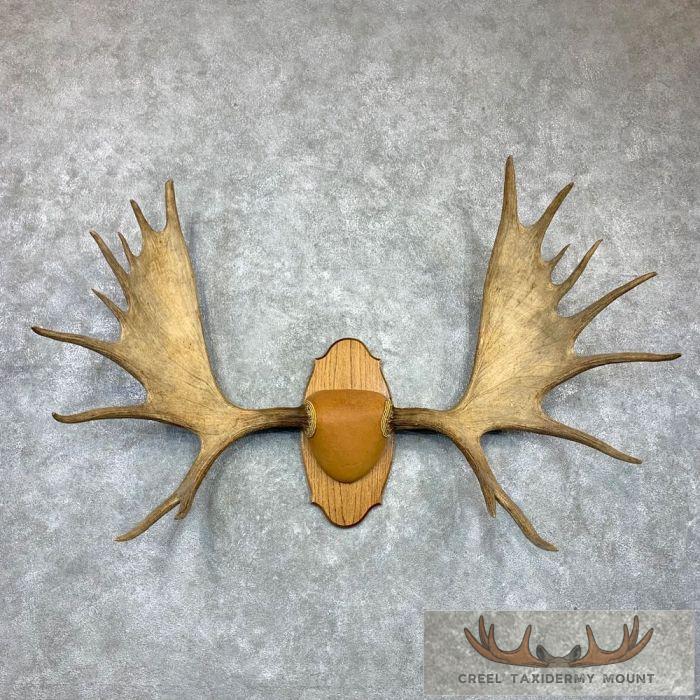 Western Canada Moose Antler Taxidermy Plaque For Sale