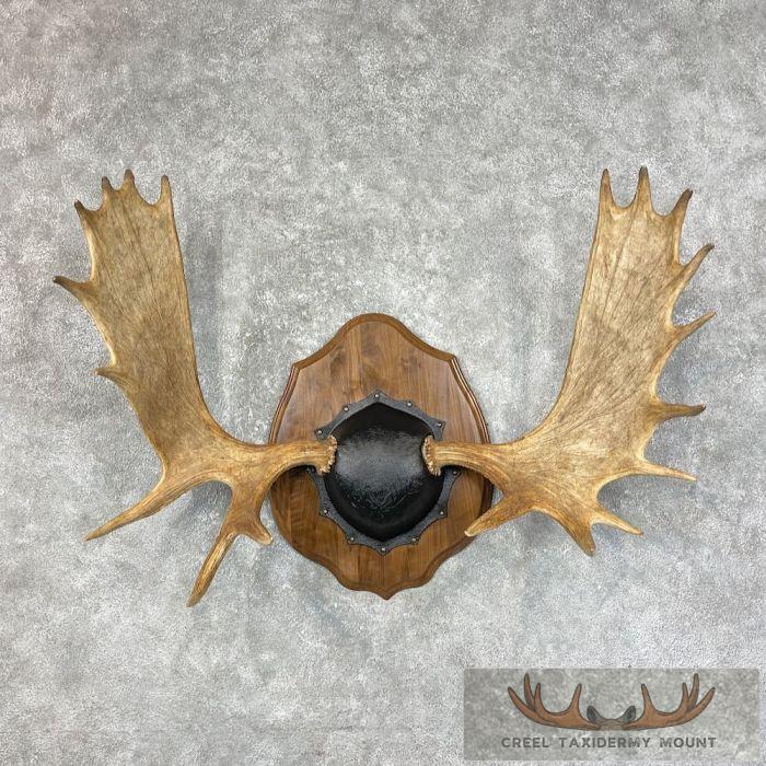 Moose Antler Taxidermy Plaque For Sale