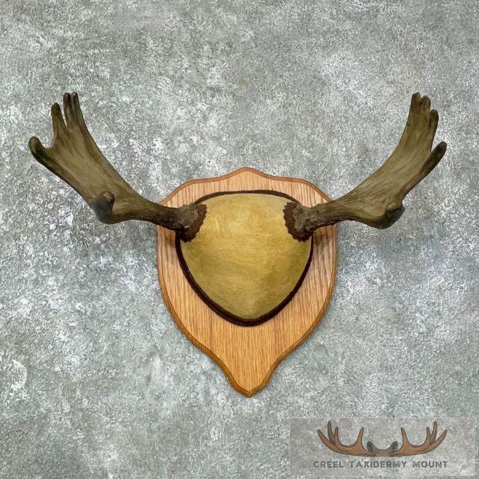 Eastern Canada Moose Taxidermy Antler Plaque For Sale
