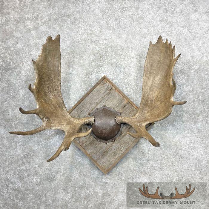 Canadian Moose Antler Taxidermy Plaque For Sale