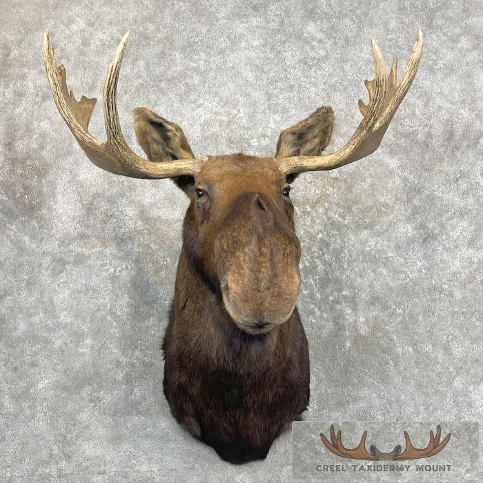 Canadian Moose Taxidermy Shoulder Mount For Sale