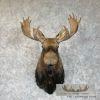 Canadian Moose Taxidermy Shoulder Mount For Sale