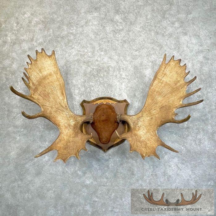 Canadian Moose Taxidermy Antler Plaque For Sale