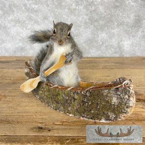 Canoe Squirrel Novelty Taxidermy Mount Taxidermy