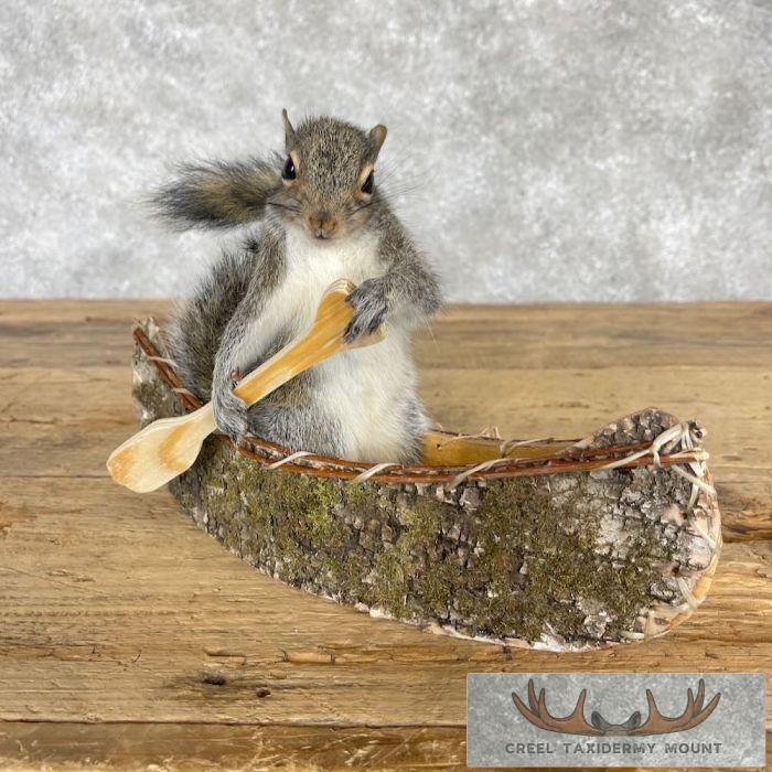 Canoe Squirrel Novelty Taxidermy Mount For Sale