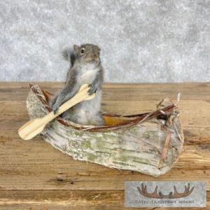 Canoe Squirrel Novelty Taxidermy Mount Taxidermy