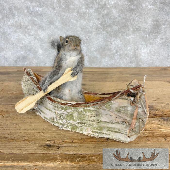 Canoe Squirrel Novelty Taxidermy Mount For Sale