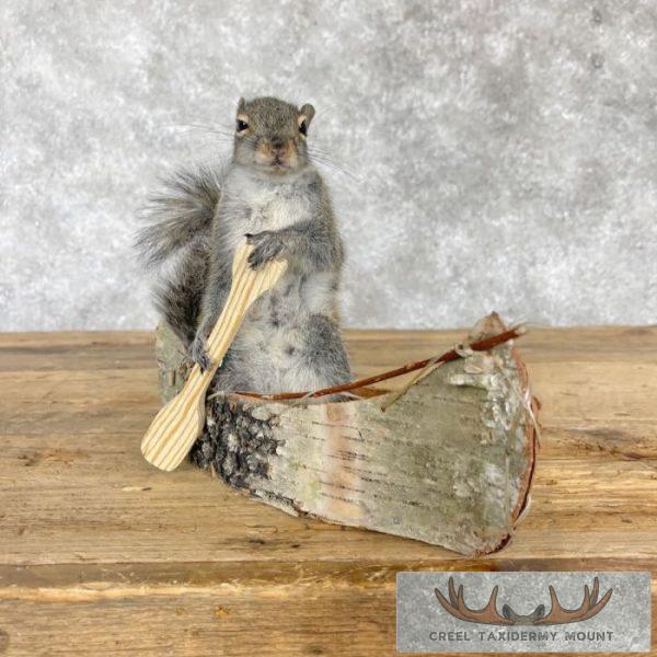 Canoe Squirrel Novelty Taxidermy Mount For Sale