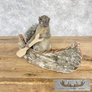 Canoe Squirrel Novelty Taxidermy Mount Taxidermy