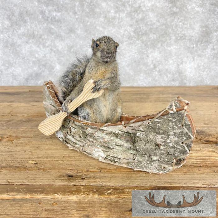 Canoe Squirrel Novelty Taxidermy Mount For Sale