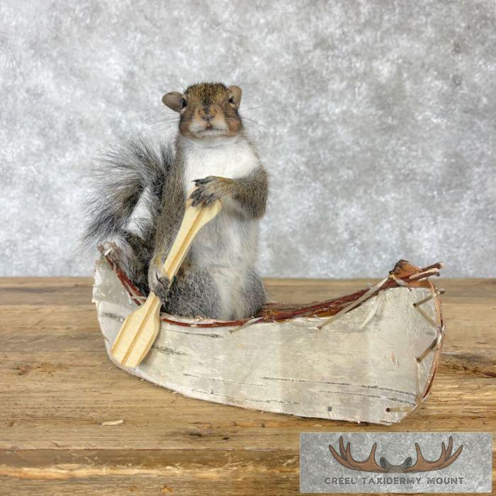 Canoe Squirrel Novelty Taxidermy Mount For Sale