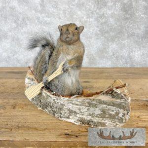 Canoe Squirrel Novelty Taxidermy Mount Taxidermy