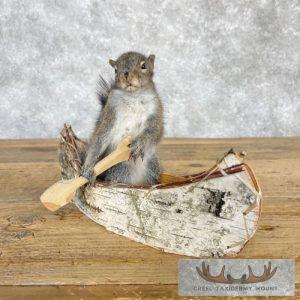 Canoe Squirrel Novelty Taxidermy Mount Taxidermy