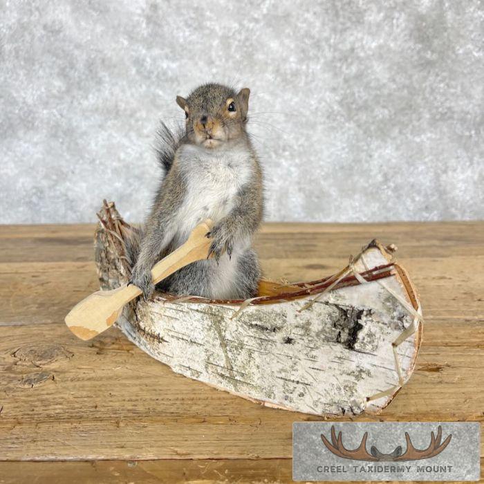 Canoe Squirrel Novelty Taxidermy Mount For Sale