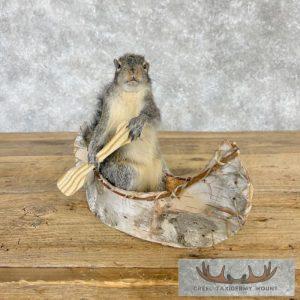 Canoe Squirrel Novelty Taxidermy Mount Taxidermy