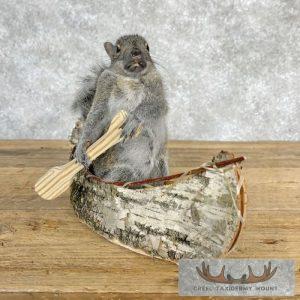 Canoe Squirrel Novelty Taxidermy Mount Taxidermy