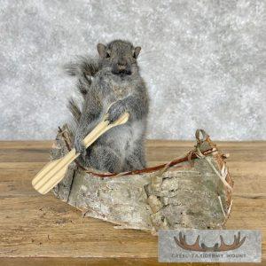 Canoe Squirrel Novelty Taxidermy Mount Taxidermy