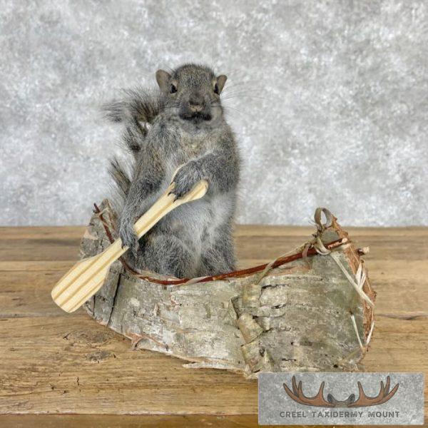 Canoe Squirrel Novelty Taxidermy Mount For Sale