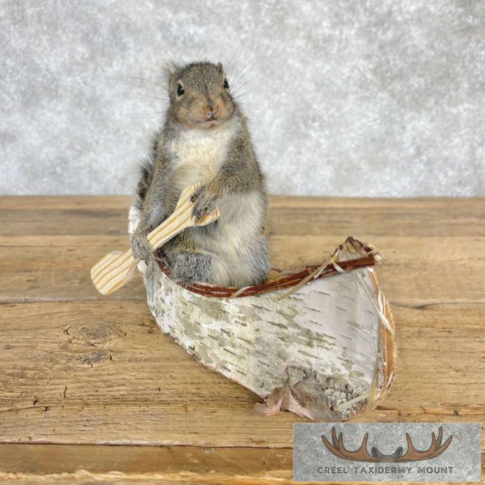 Canoe Squirrel Novelty Taxidermy Mount For Sale