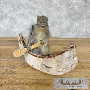 Canoe Squirrel Novelty Taxidermy Mount Taxidermy