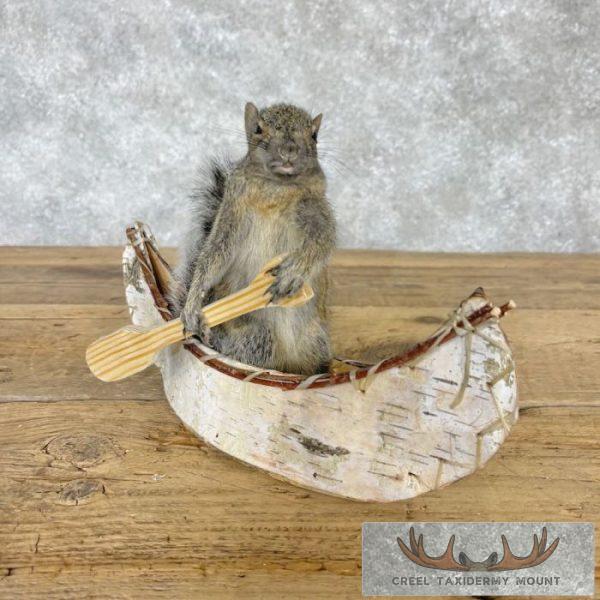 Canoe Squirrel Novelty Taxidermy Mount For Sale