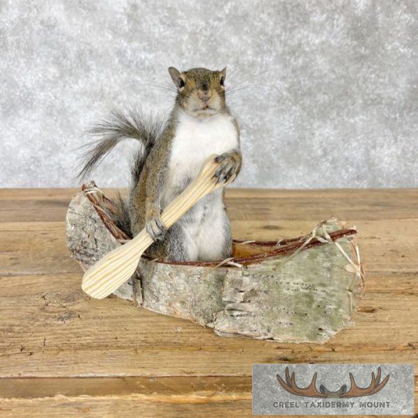 Canoe Squirrel Novelty Taxidermy Mount For Sale