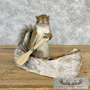 Canoe Squirrel Novelty Taxidermy Mount Taxidermy