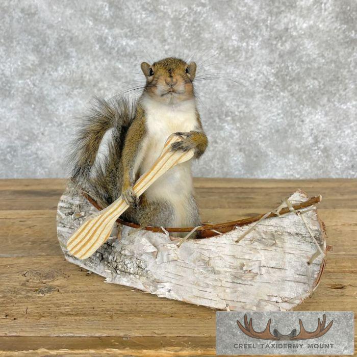 Canoe Squirrel Novelty Taxidermy Mount Taxidermy