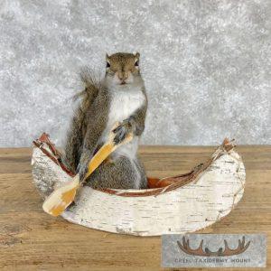 Canoe Squirrel Novelty Taxidermy Mount Taxidermy