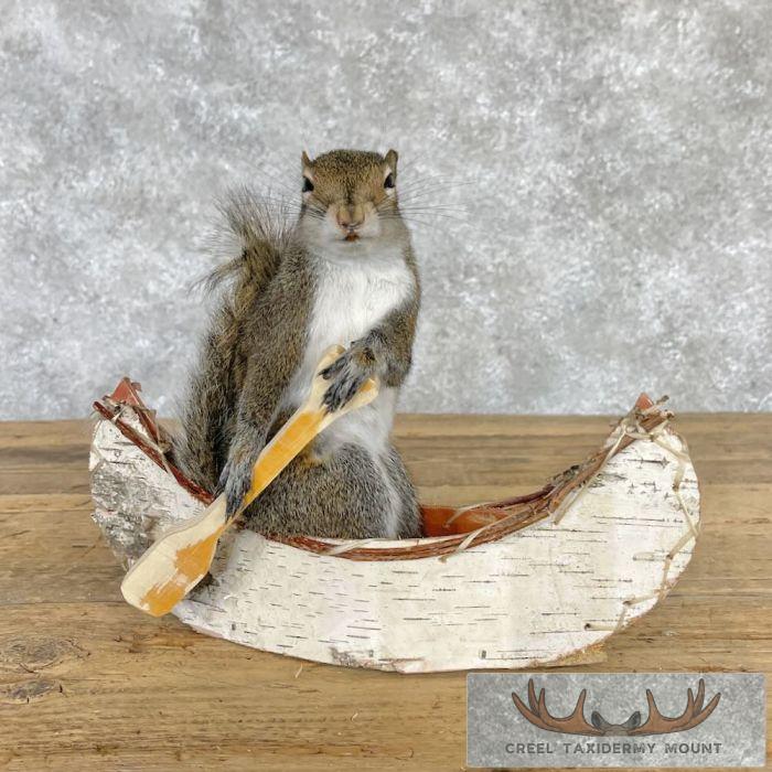 Canoe Squirrel Novelty Taxidermy Mount For Sale