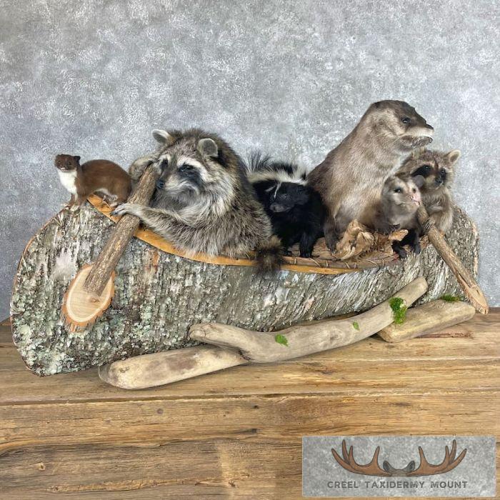 Canoeing "Pals" Novelty Taxidermy Mount For Sale