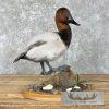 Canvasback Duck Taxidermy Bird Mount For Sale