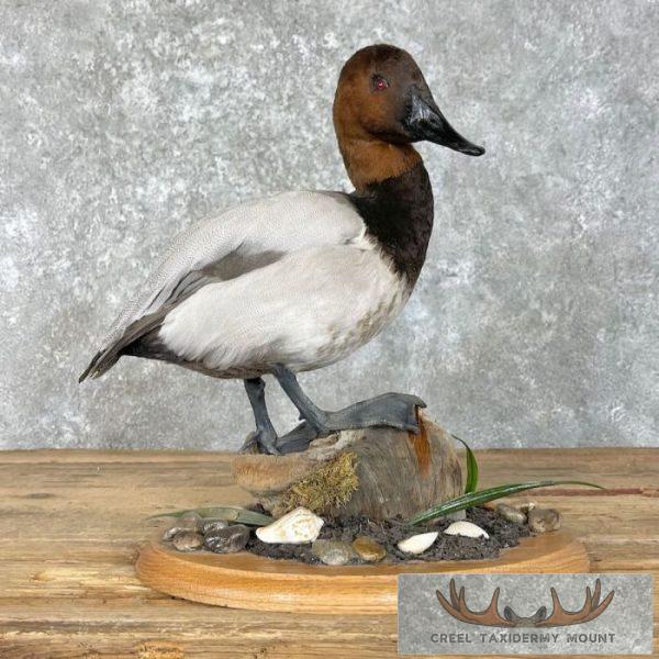 Canvasback Duck Taxidermy Bird Mount For Sale
