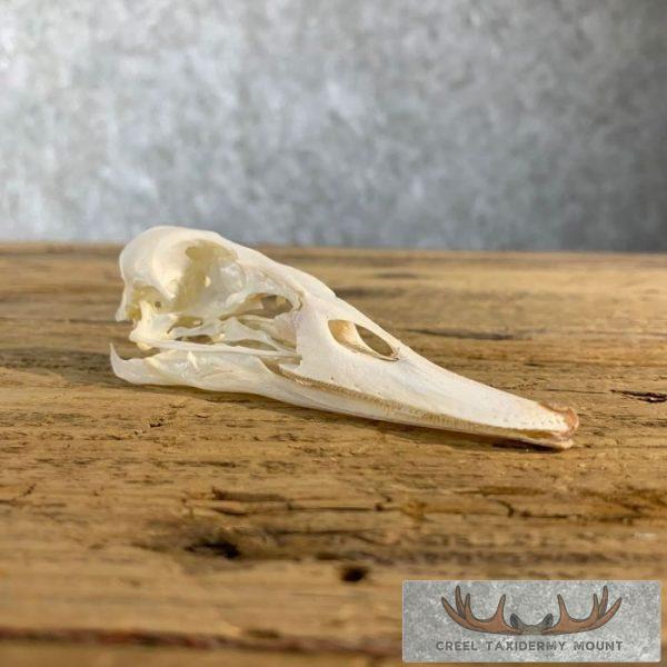 Canvasback Duck Skull For Sale