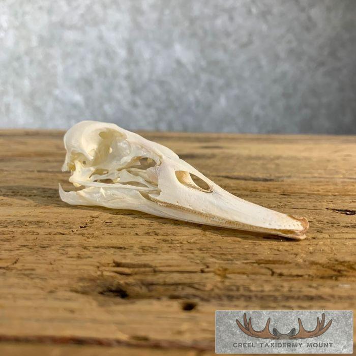 Canvasback Duck Skull For Sale