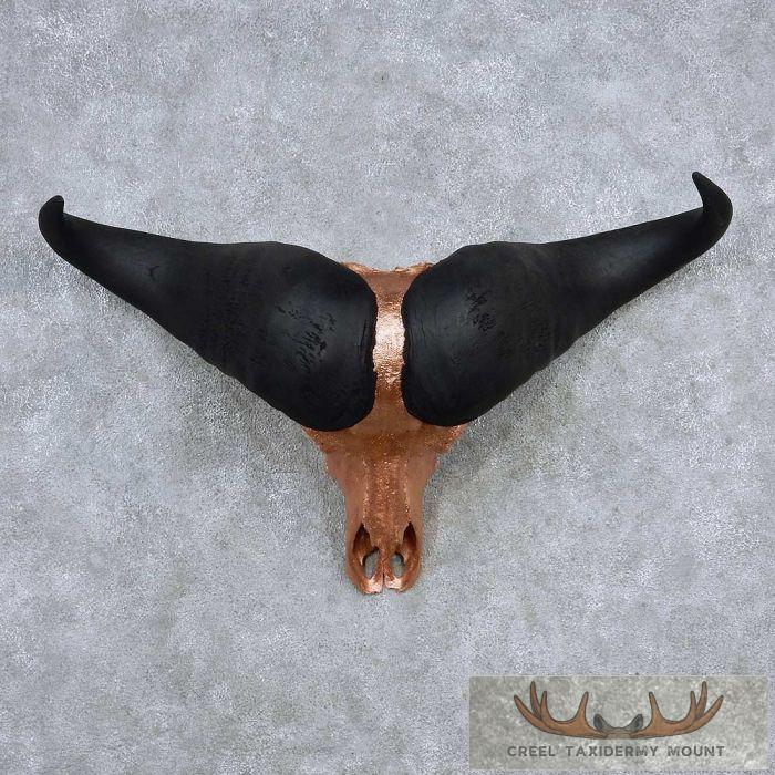 African Cape Buffalo Skull European Taxidermy Mount Taxidermy