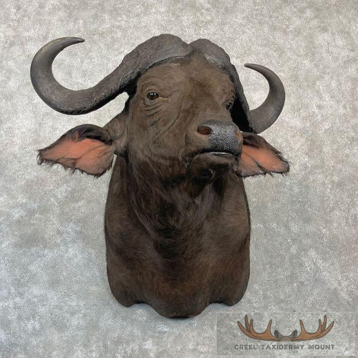 African Cape Buffalo Taxidermy Shoulder Mount For Sale