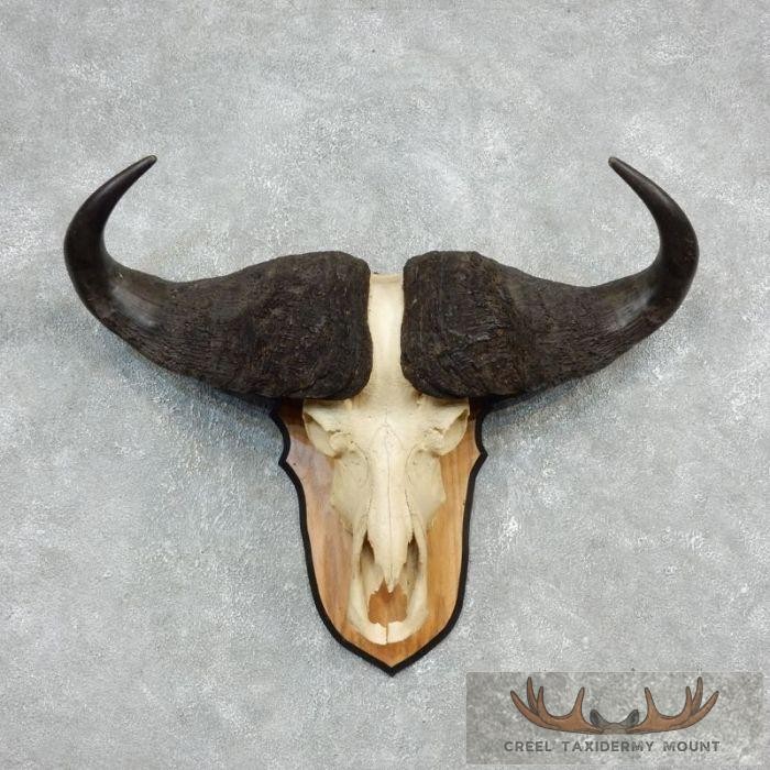 Cape Buffalo Skull European Taxidermy Mount For Sale
