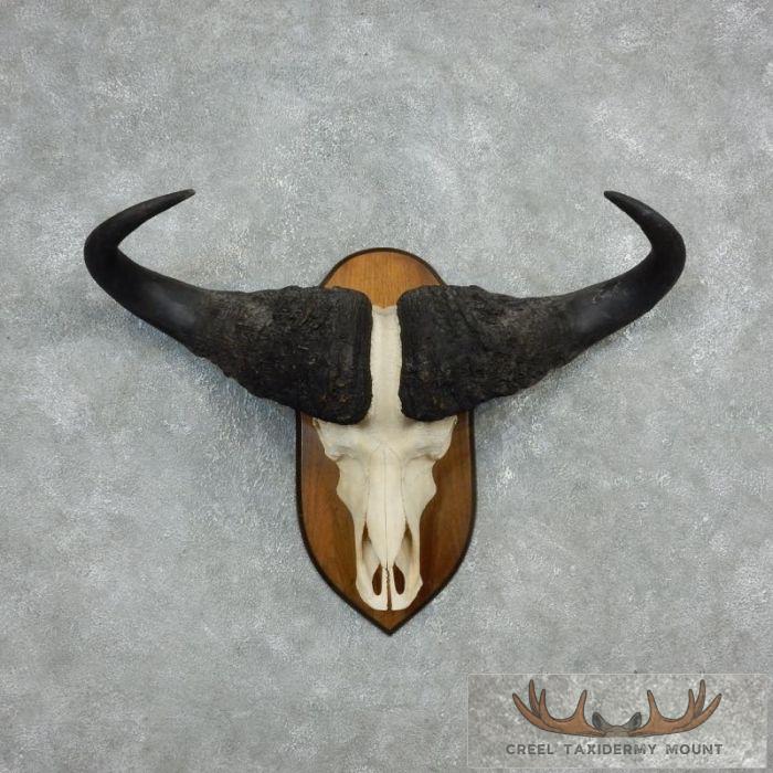 Cape Buffalo Skull European Taxidermy Mount For Sale