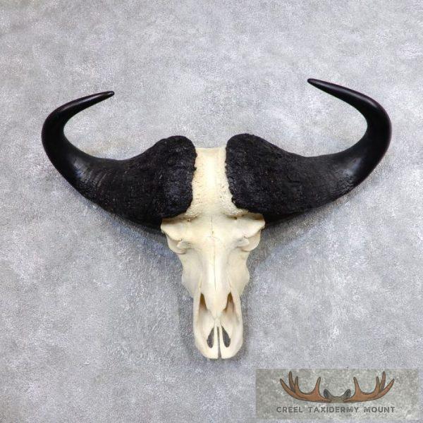Cape Buffalo Skull European Taxidermy Mount For Sale