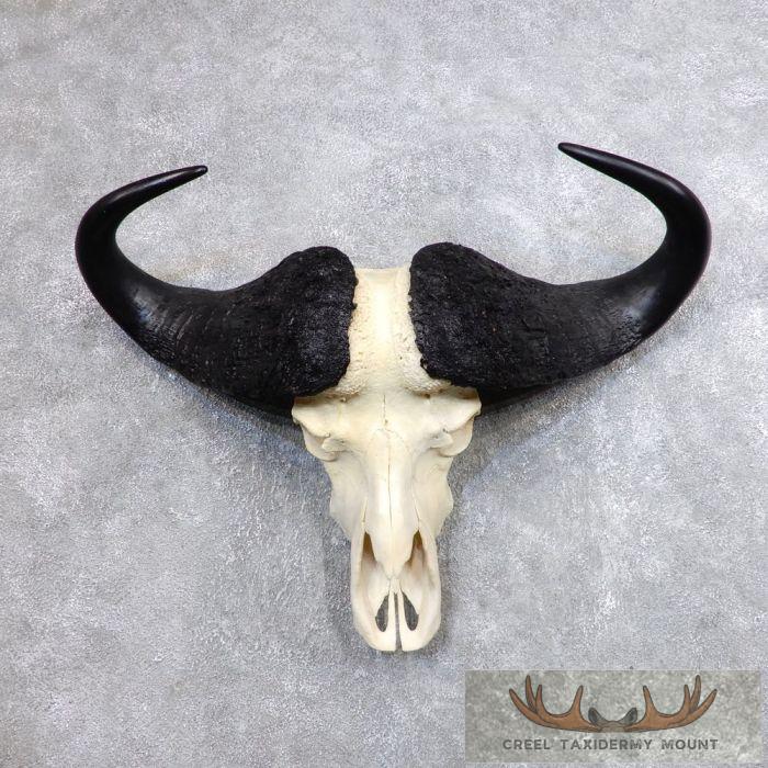 Cape Buffalo Skull European Taxidermy Mount For Sale