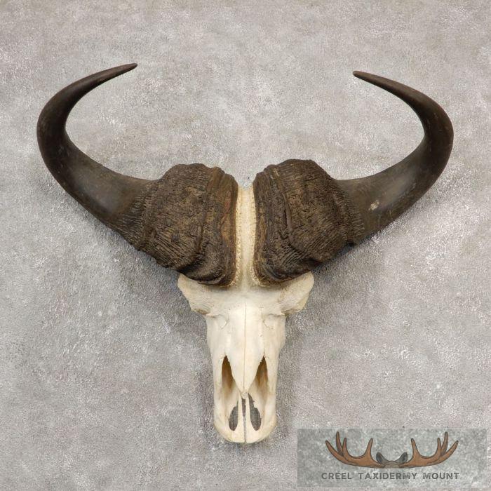 Cape Buffalo Skull European Taxidermy Mount For Sale