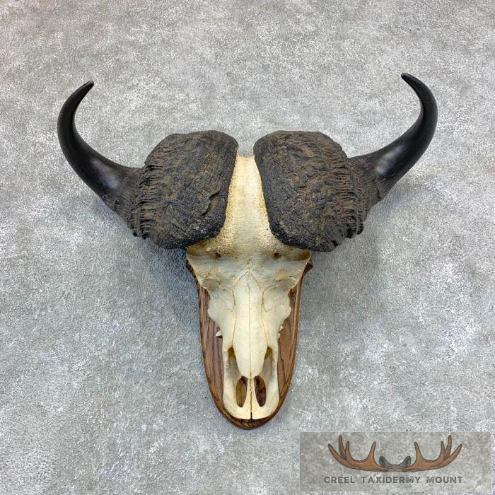 Cape Buffalo Skull European Taxidermy Mount For Sale