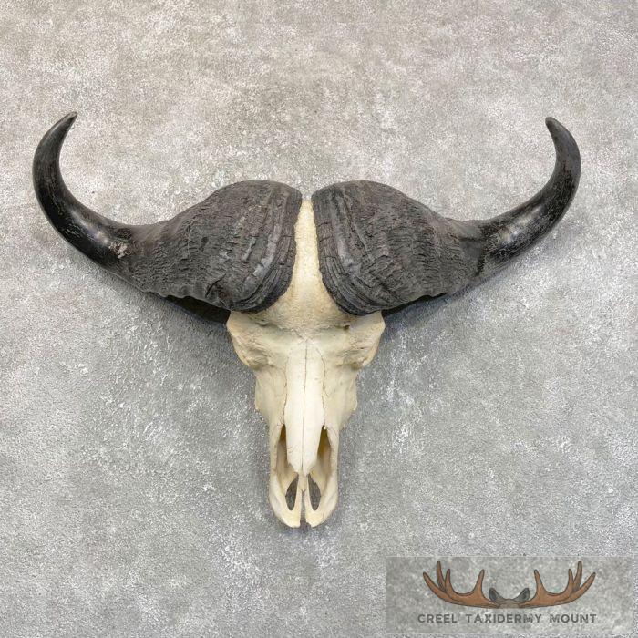 Cape Buffalo Skull European Taxidermy Mount For Sale