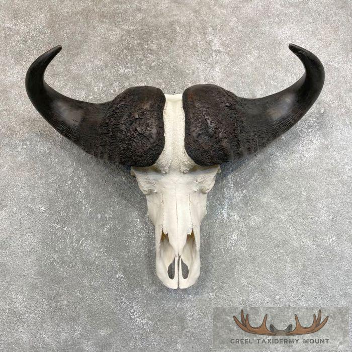 Cape Buffalo Skull European Taxidermy Mount For Sale