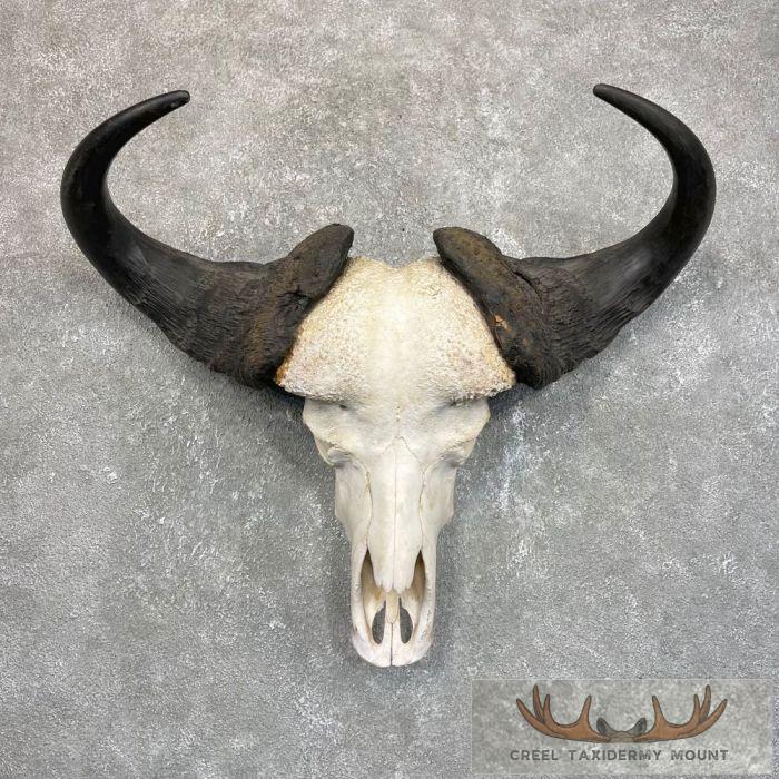 Cape Buffalo Skull European Taxidermy Mount For Sale