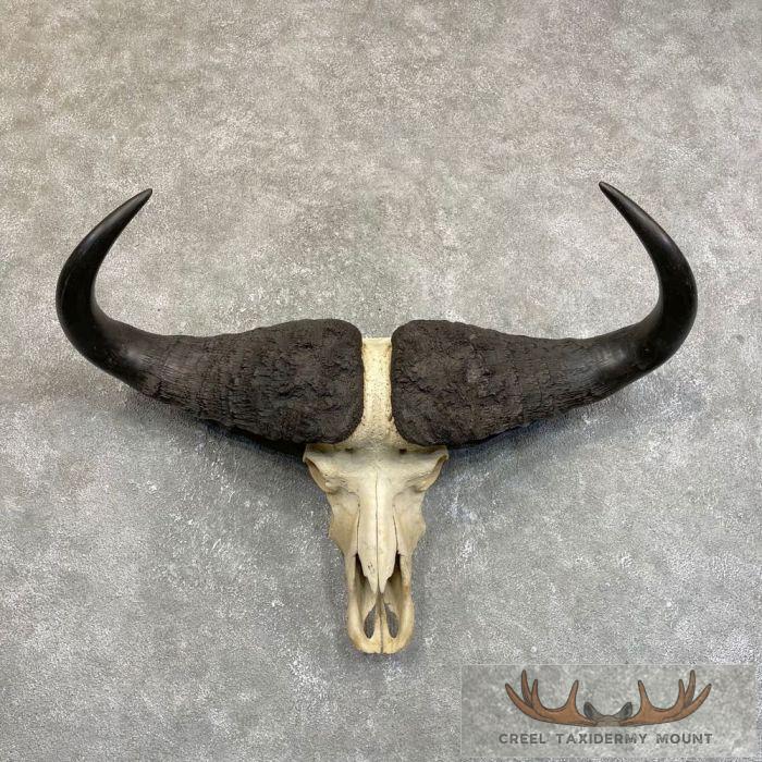 Cape Buffalo Skull European Taxidermy Mount For Sale