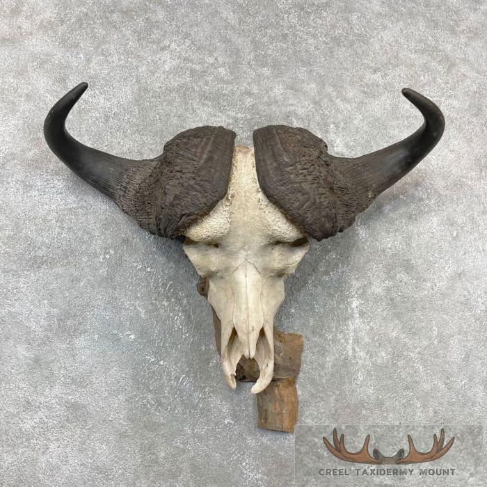 Cape Buffalo Skull European Taxidermy Mount For Sale