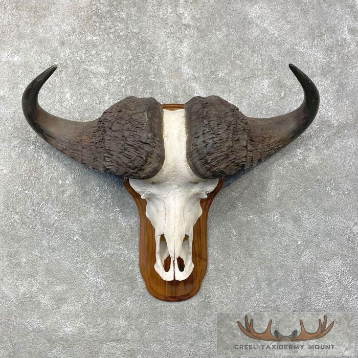 Cape Buffalo Skull European Taxidermy Mount For Sale