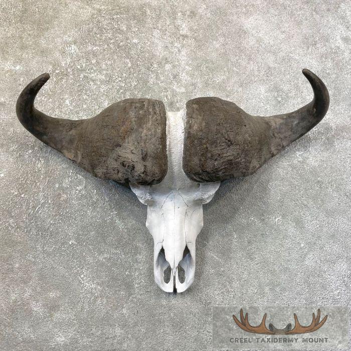 Cape Buffalo Skull European Taxidermy Mount For Sale